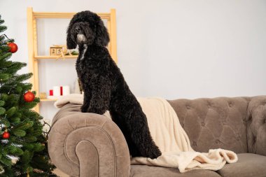 Mutlu Noeller, Noel köpeği, mesaj için yer