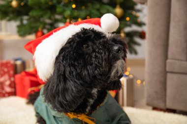 Mutlu Noeller, komik Noel köpeği