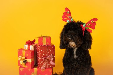 Mutlu Noeller, komik Noel köpeği