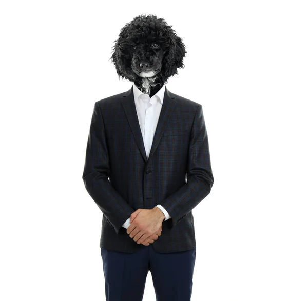 Businessman Body Head Black Dog Isolated White Background — Stock Photo, Image