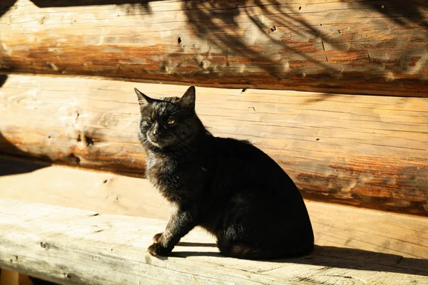 猫は晴れた日に木造の家の近くに座って — ストック写真