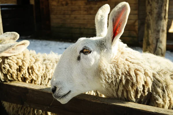 Sheeps Outdoor Winter Season Sunny Day Stock Picture