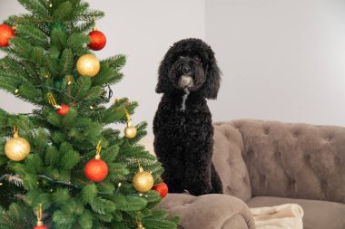 Mutlu Noeller, komik Noel köpeği