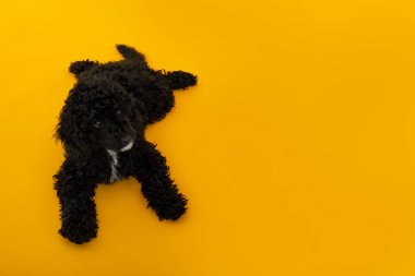 Ev hayvanı kavramı, siyah oyuncak kaniş, metin için alan