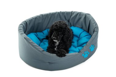 Evcil hayvan kavramı, siyah oyuncak kaniş, beyaz arka planda izole edilmiş.