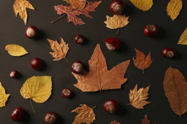 Taze ve olgun kestaneler, üst manzara, sonbahar kestaneleri