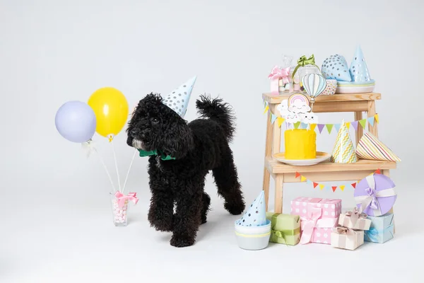 Concept of dog birthday celebrating with cute dog