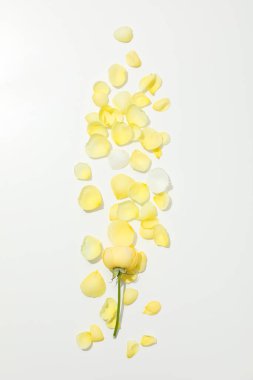 Concept of greeting, 8 march, Women's day, top view