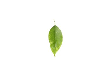 Concept of nature, leaf, isolated on white background
