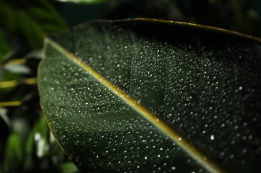 Concept of summertime, leaves, summer and nature concept