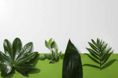 Concept of summertime, leaves, summer and nature concept