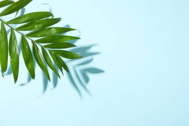 Concept of summertime, leaves, summer and nature concept