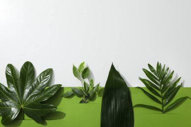 Concept of summertime, leaves, summer and nature concept