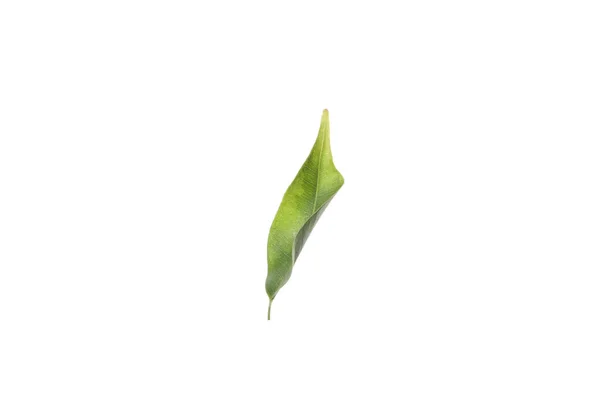 Concept Nature Leaf Isolated White Background — Stok fotoğraf