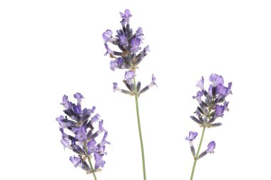 Çiçeklerle, lavantalarla, beyaz arka planda izole edilmiş rahat kavramı