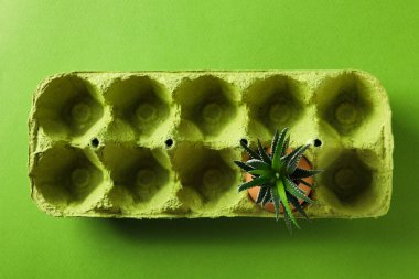 Yumurta kabuğunda büyüyen bitki yeşil arka planda yumurta kutusunda.