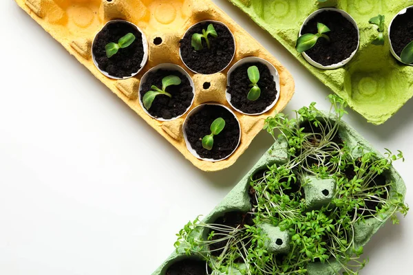 Growing Plants Egg Box Space Text — Stock Photo, Image