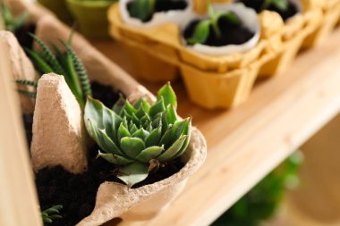 Yumurta kutusunda bitki yetiştirmek, bitki yetiştirmek için yaratıcı bir yöntem.