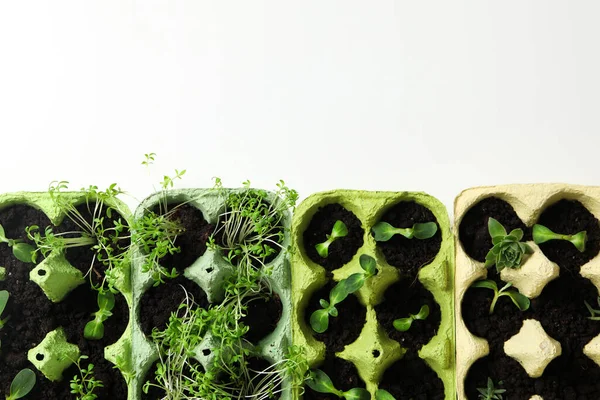 stock image Growing plants in egg box, space for text