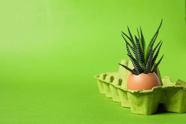 Yumurta kutusunda büyüyen bitkiler, metin için alan