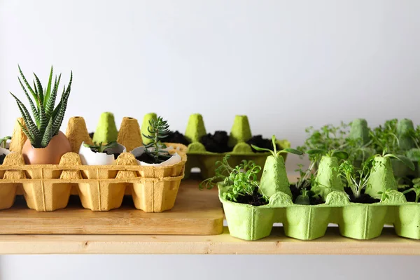 Growing plants in egg box, creative way to grow plants