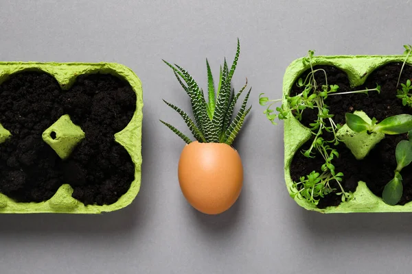 Growing plants in egg box, creative way to grow plants