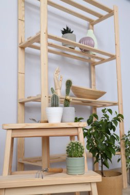 Samimi bir hobi - evde bitki yetiştirmek.