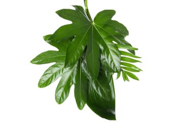 Concept of nature, leaves, isolated on white background