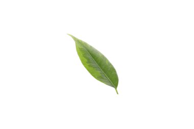 Concept of nature, leaf, isolated on white background