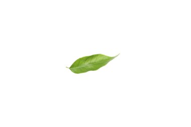 Concept of nature, leaf, isolated on white background