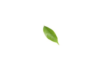 Concept of nature, leaf, isolated on white background
