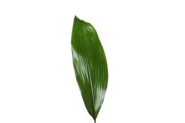 Concept of nature, leaf, isolated on white background