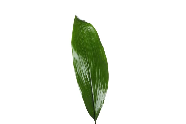 Concept Nature Leaf Isolated White Background — Fotografia de Stock