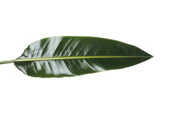 Concept Nature Leaf Isolated White Background — Stockfoto
