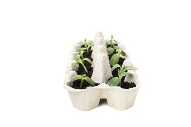 Yumurta kutusunda büyüyen bitkiler, beyaz arka planda izole edilmiş.