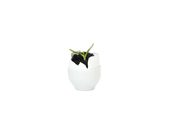 Растущие Растения Яичной Скорлупе Изолированные Белом Фоне — стоковое фото