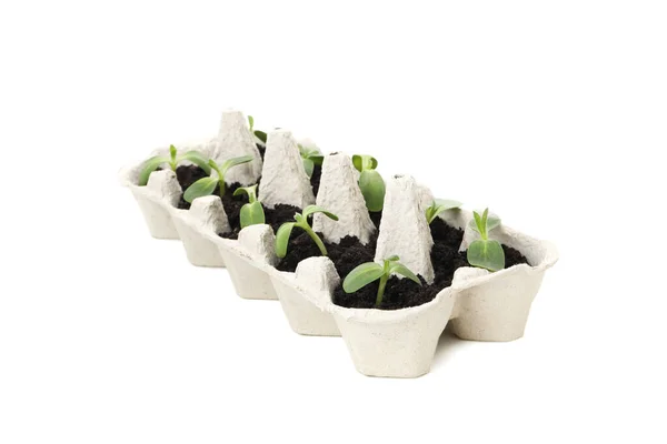 Plantes Croissance Dans Une Boîte Œufs Isolées Sur Fond Blanc — Photo