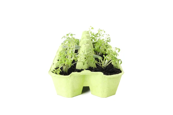 Plantes Croissance Dans Une Boîte Œufs Isolées Sur Fond Blanc — Photo