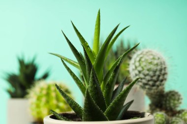 Konforlu ev yetiştirme hobisi ya da ev bitkileri - kaktüs