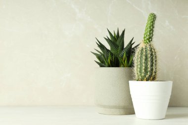 Konforlu ev yetiştirme hobisi ya da ev bitkileri - kaktüs