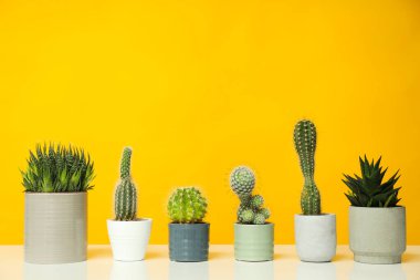 Konforlu ev yetiştirme hobisi ya da ev bitkileri - kaktüs