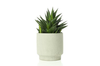 Samimi bir hobi - bitki yetiştirme, kaktüs, beyaz arka planda izole edilmiş