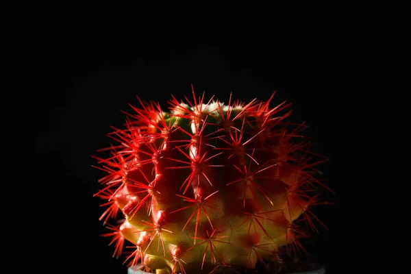 Útulný Koníček Pěstování Domu Nebo Vnitřní Rostliny Kaktus — Stock fotografie