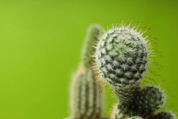 Konforlu Yetiştirme Hobisi Bitkileri Kaktüs — Stok fotoğraf