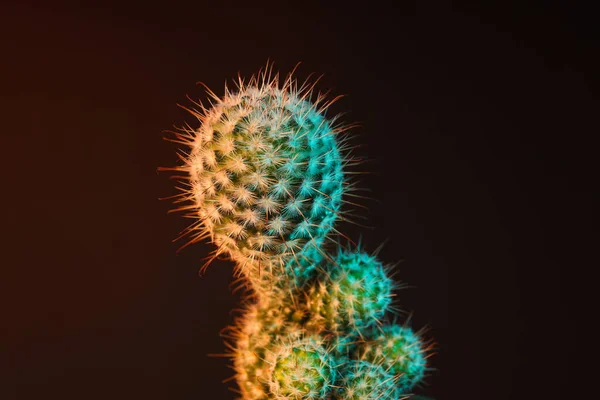Hangulatos Hobbi Termesztő Ház Vagy Beltéri Növények Kaktusz — Stock Fotó