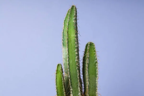 Cozy Hobby Growing House Indoor Plants Cactus — Stock Photo, Image