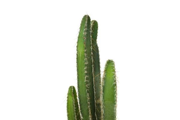 Gezellige Hobby Groeiende Huisplanten Cactus Geïsoleerd Witte Achtergrond — Stockfoto