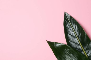 Concept of summertime, leaves, summer and nature concept