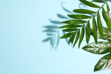 Concept of summertime, leaves, summer and nature concept