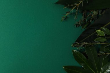 Concept of summertime, leaves, summer and nature concept